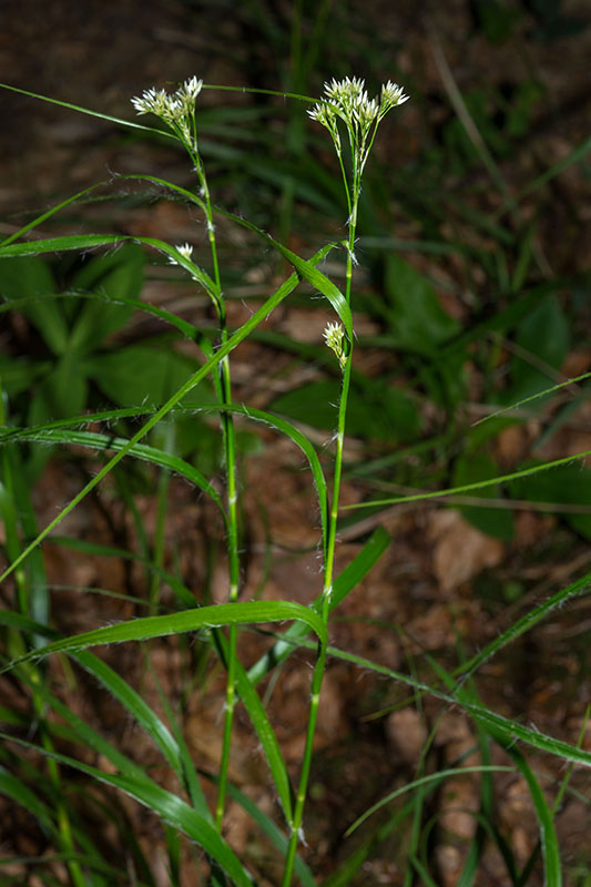 Luzula sp- (Juncaceae)